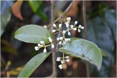 Olea polygama